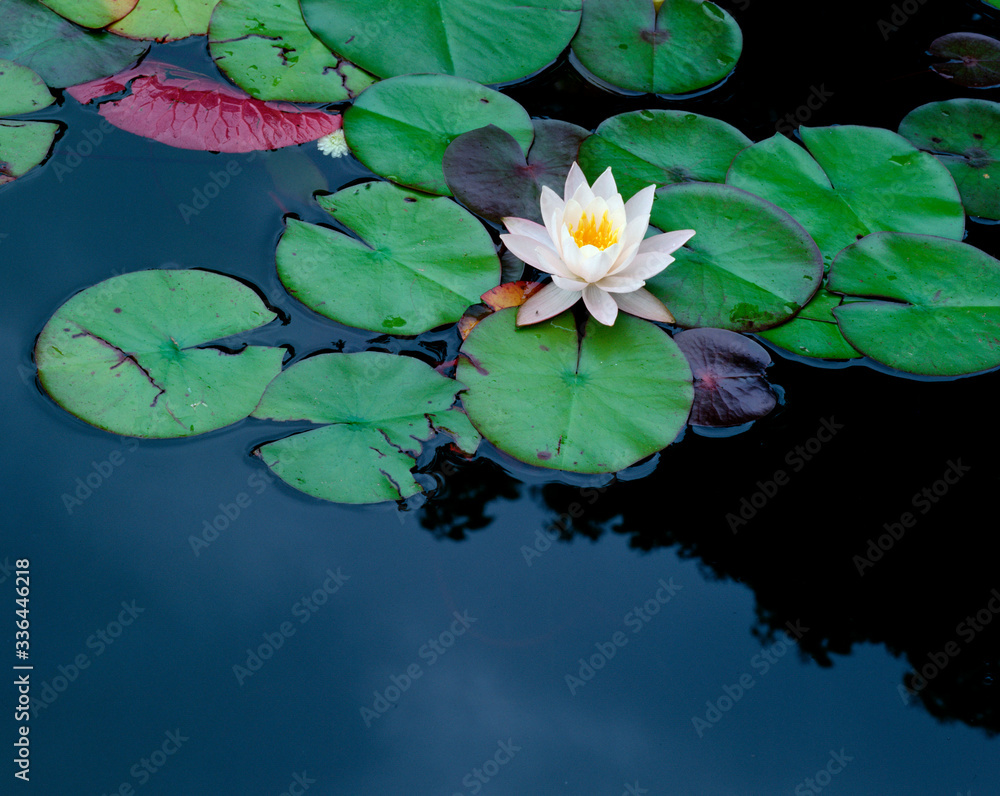 White Water-lilies / (Nymphaea alba) White Water-lilies / (Nymphaea alba)