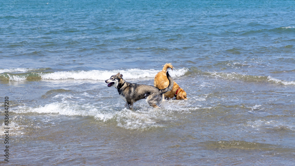 2 dogs playing in the sea on a summer day
