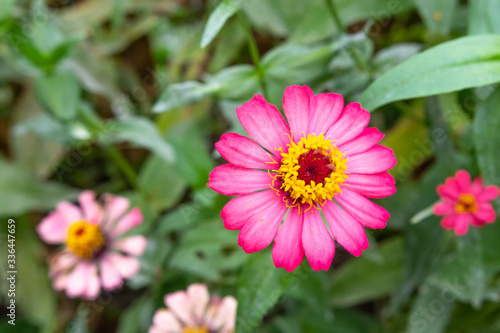 Nature flower background pink zinnia in garden