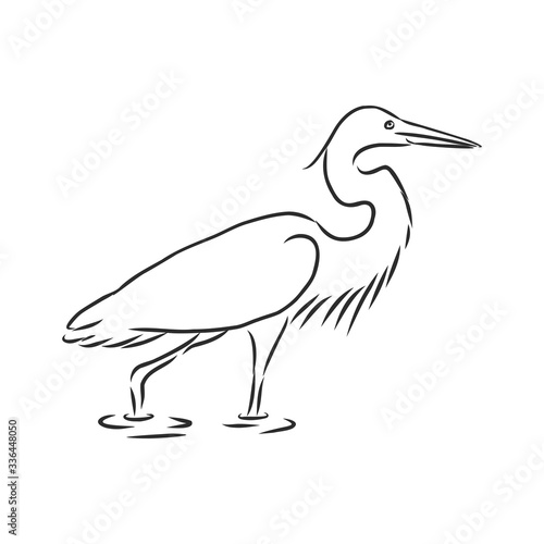 beautiful Heron, wild wading bird, vector sketch illustration