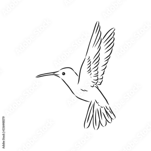 flying bird Hummingbird, vector sketch illustration hand drawn