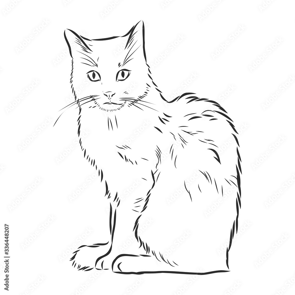 cute pet cat, realistic vector sketch illustration cute pet cat, realistic vector sketch illustration