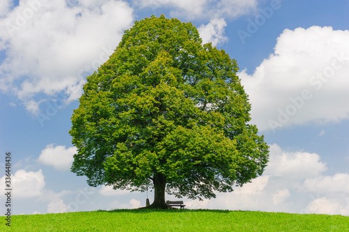 single big linden tree in field with perfect treetop