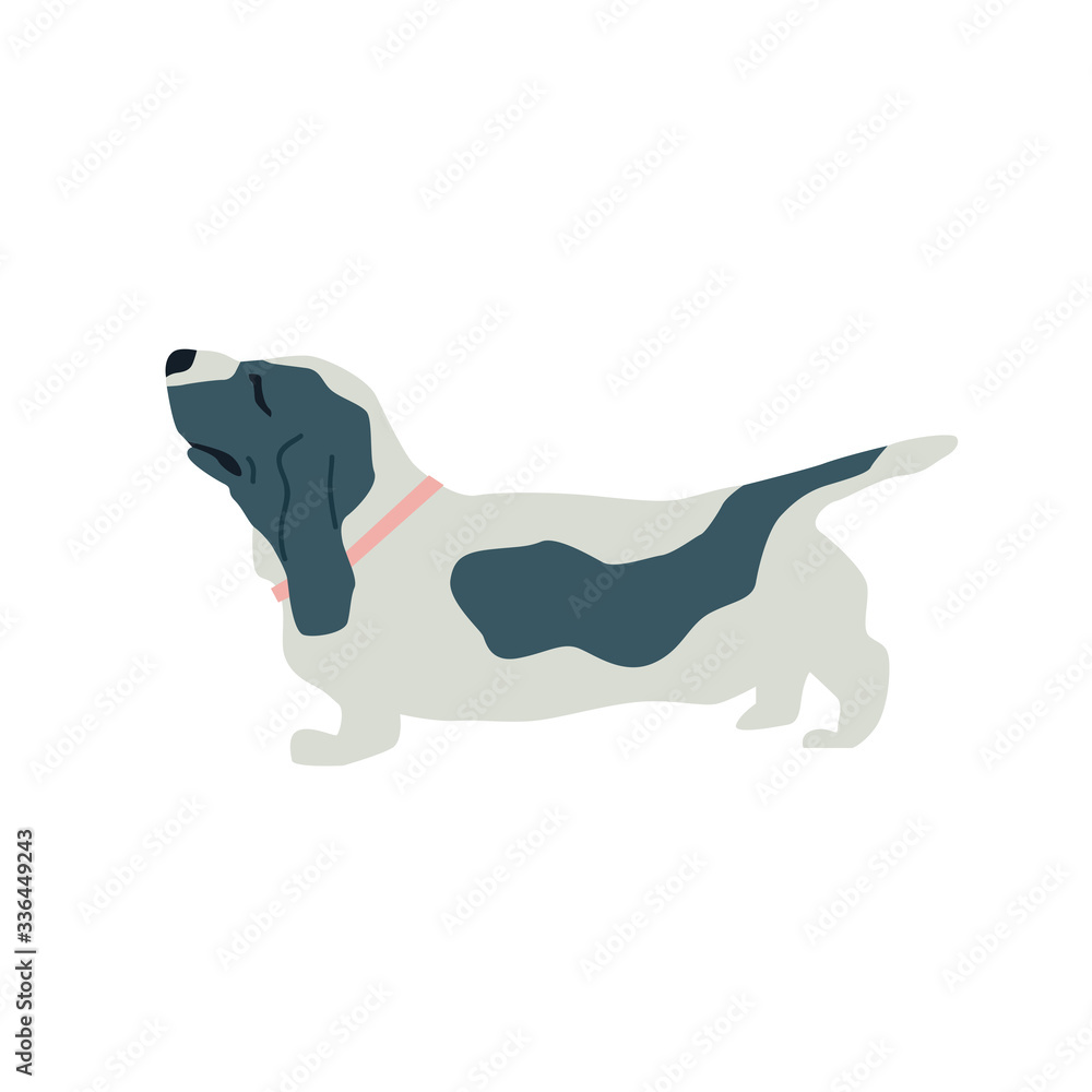 Basset Hound Dog Flat vector illustration on white background