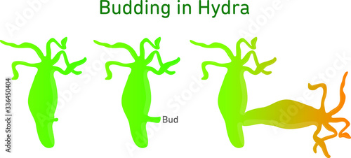 Science of Hydra Budding illustration