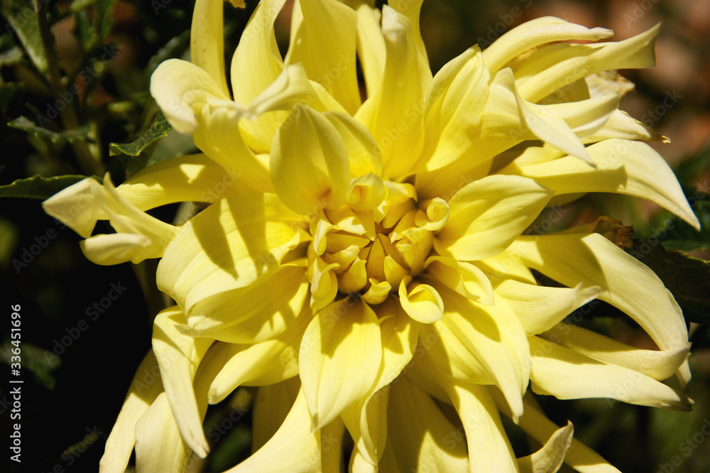 Obraz premium Close up of a yellow dahlia flower.