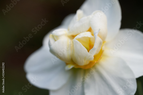 Daffodil bulb Sir Winston Churchill growing in the garden. White blooming daffodil flower  green background.