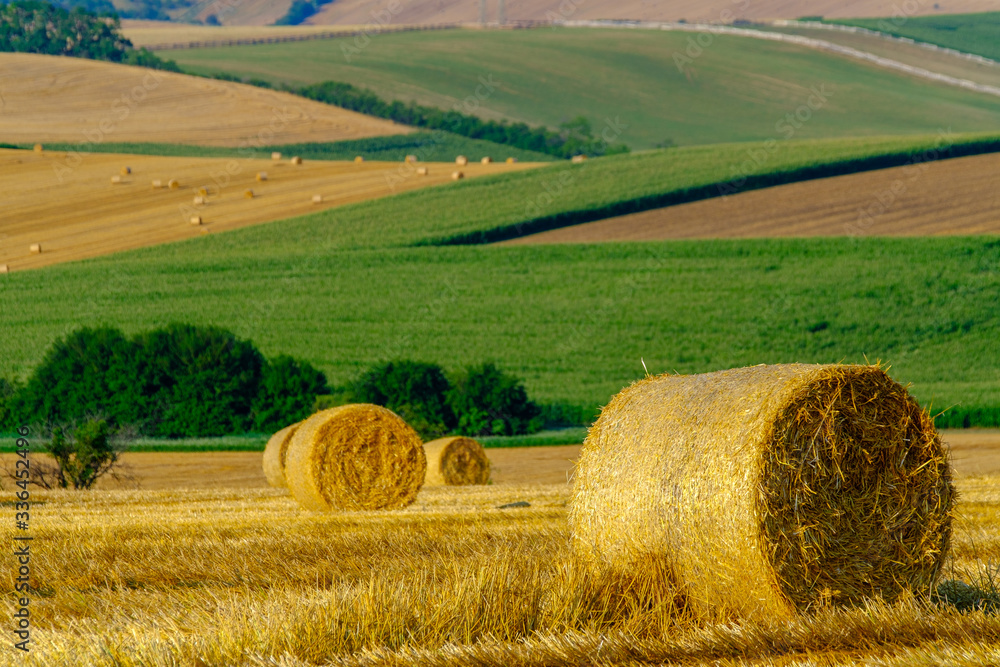 Fototapeta premium Round dried haystacks in the field