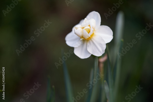Daffodil bulb Sir Winston Churchill growing in the garden. White blooming daffodil flower, green background.