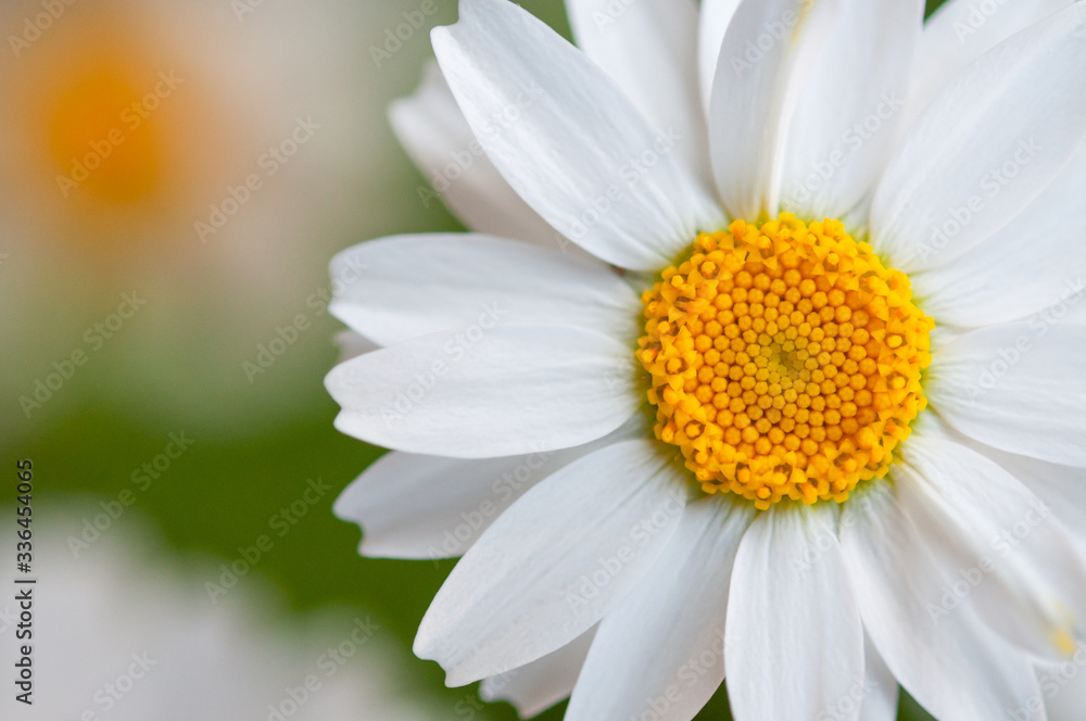 白いマーガレットの花 マクロ 左側にコピースペース Stock Photo Adobe Stock