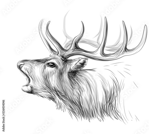 Deer. Sketch, artistic, black-and-white portrait of a roaring deer on a white background.