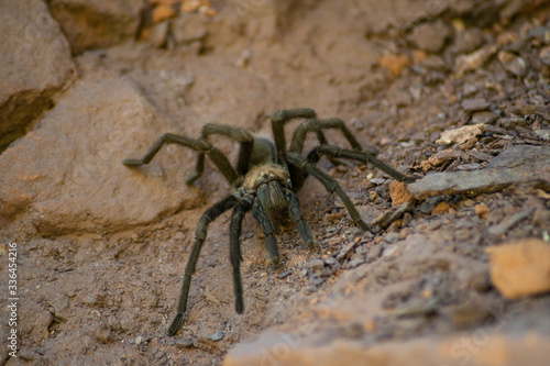 Tarantula - Zion National Park