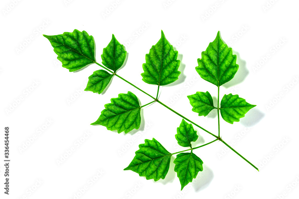 green leaves isolated on white background