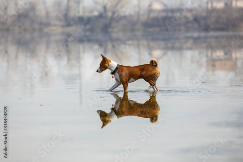 Basenji dog by the river