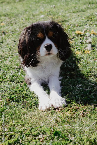 cavalier king charles spaniel