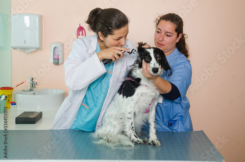 Veterinary doctor examining a dog in the office