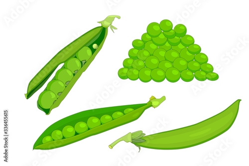 Set green peas isolated on white background. Collection of colorful peas. Fresh legume, whole and open pod of green peas with sweet seed. For book, poster, card, menu, web pages, banner. Stock vector