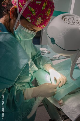 Billede på lærred Veterinary doctor doing surgery to neuter a cat