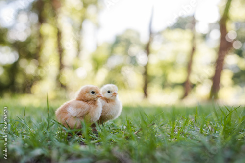 Fototapeta Two Baby Free Range Chicks Outside in the Grass with a Trees, Bokeh in Backgroun
