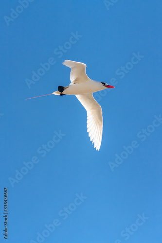 Red-billed tropic bird "Paille-en-Queue"