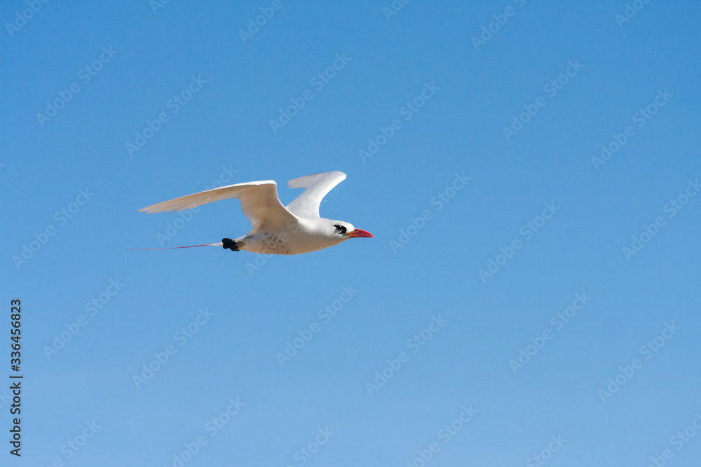 Red-billed tropic bird Red-billed tropic bird