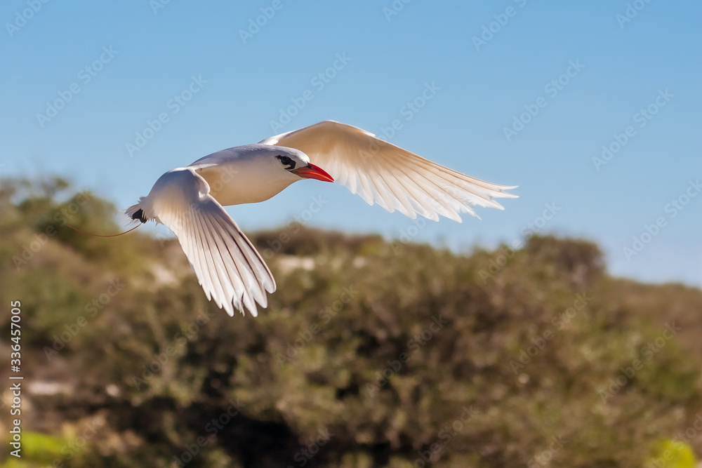 Obraz premium Red-billed tropic bird 