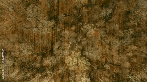 downward drone shot transitioning from forest to harvested wheat field photo