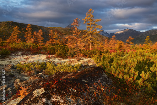 Golden autumn in the forest tundra of Kolyma,Magadan oblast, Russia photo