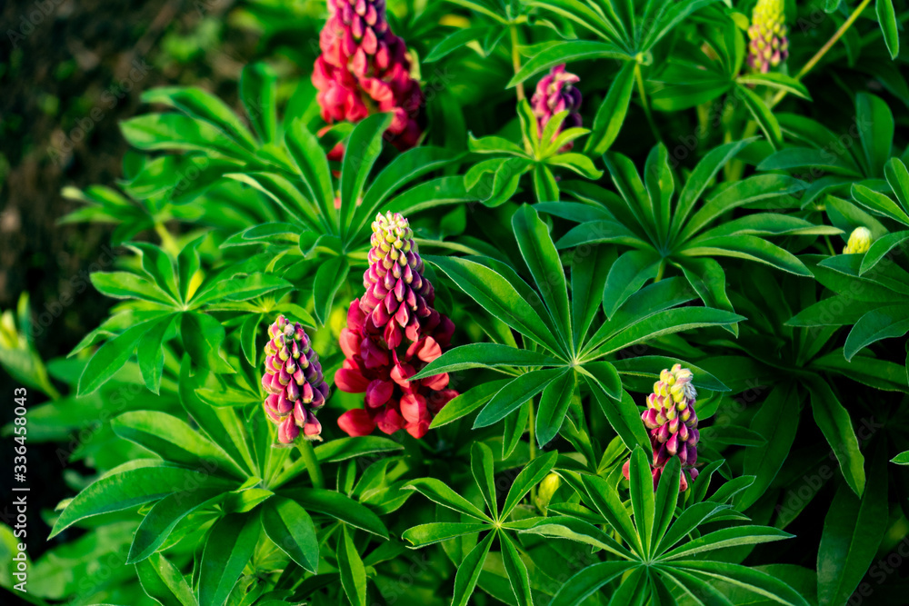 Red lupine growing in the garden on a flower bed Red lupine growing in the garden on a flower bed