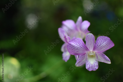 Close up of a violet orchid