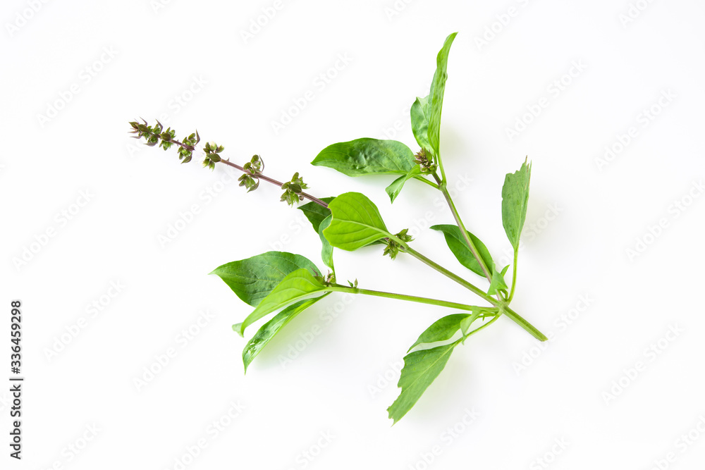 Sweet Basil, Thai Basil on white background. Ocimum basilicum Linn. Sweet Basil, Thai Basil on white background. Ocimum basilicum Linn.