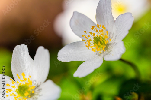 Close up photo of spring anemone flower blossom head. Spring time