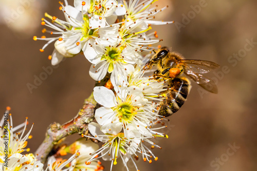 Bee pollination on spring cherry blossom. Macro photo