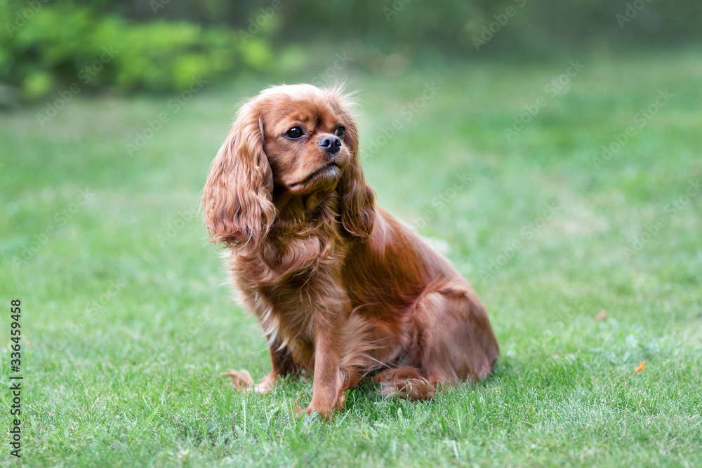 Cavalier spaniel portrait