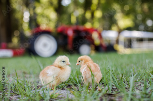 Print op canvas Two Baby Free Range Chicks Outside on a Farm with a Tractor and Barn in Backgrou