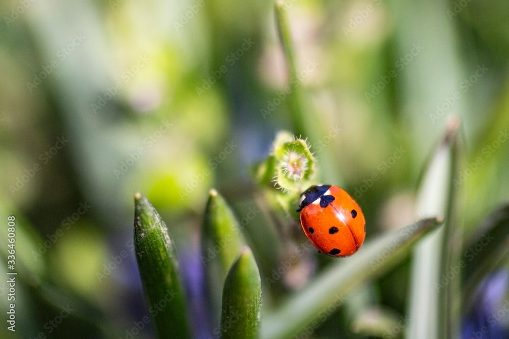 Spring came blooming flowers and insects take nutrients. Spring came blooming flowers and insects take nutrients.