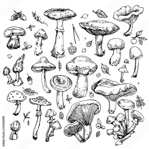 Mushrooms, leaves and berries collection. Hand drawn inking, vintage illustration. Black and white doodle line art, coloring outline, design for coloring book page