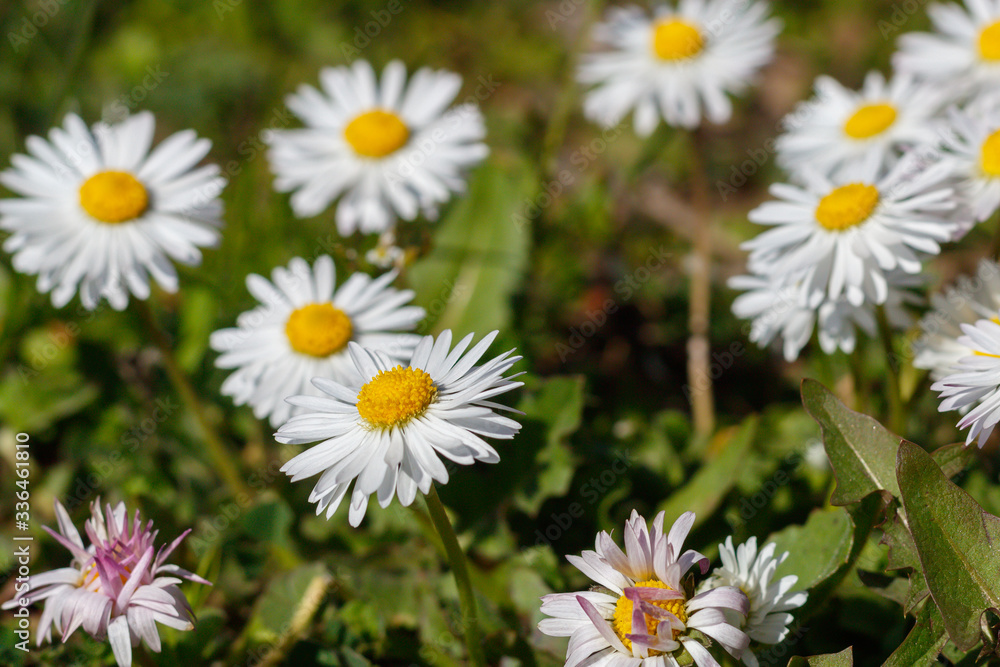 Beautiful Daisies in The Grass. Spring Blossom
Beautiful Daisies in The Grass. Spring Blossom