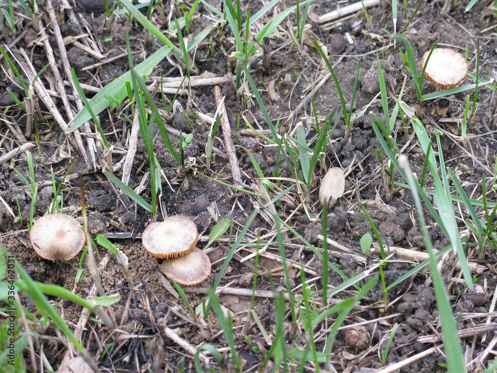 Fototapeta premium mushroom in the forest