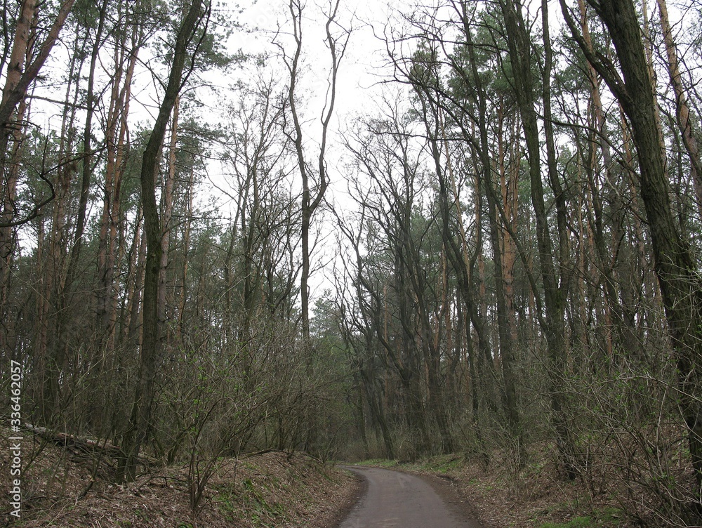 Obraz premium road in forest