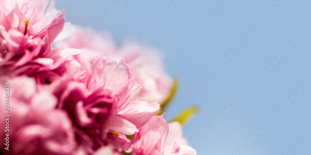 Close-up of pink cherry blossoms on a blue sky background - background illustrating the arrival of spring