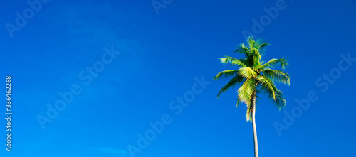 Palm trees against blue sky © Pakhnyushchyy