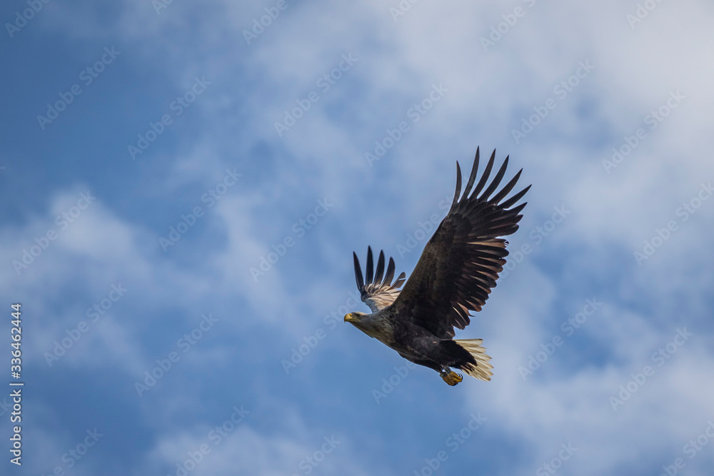 Obraz premium Bielik