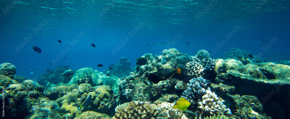 Underwater world landscape Underwater world landscape