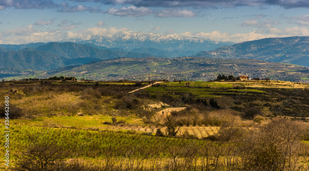 Lanscape, Vines and Snow covered Mountains, Cyprus