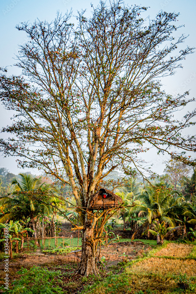 Livable Tree house surrounded by healthy natural green environment in a village.