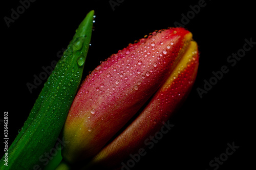 tulipan z kroplami wody na czarnym tle