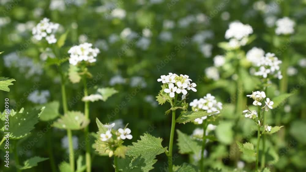 Garlic mustard flowers (Alliaria petiolata) in springtime Garlic mustard flowers (Alliaria petiolata) in springtime