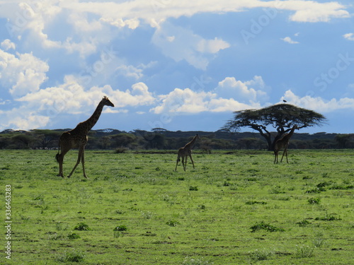 landscape  grass  skyrafa  field  nature  green  sheep  mountain  mountains  summer  farm  meadow  clouds  rural  agriculture  hill  pasture  countryside  blue  herd  hills  country  cow  animal  tree