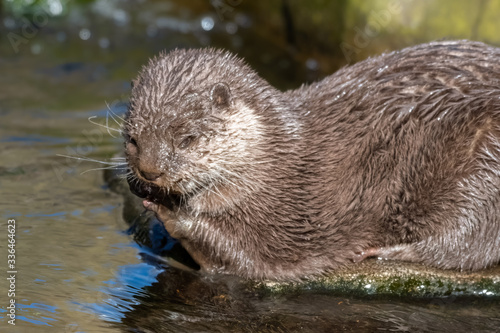 Young Otter Feeding on a Fish